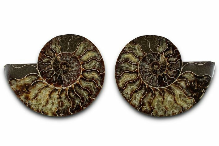 Cut & Polished Crystal-Filled Ammonite Fossil - Madagascar #359534
